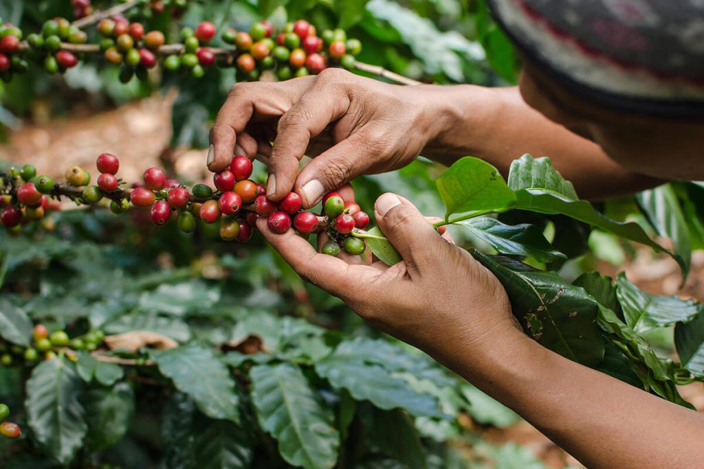 از مزرعه تا فنجان قهوه