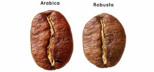 قهوه عربیکا و روبوستا چه تفاوتی دارند؟